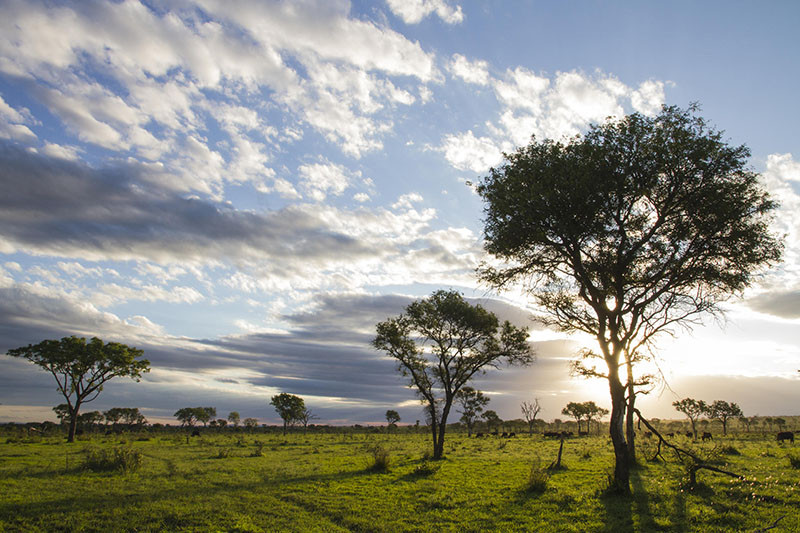 Kruger National Park Sabi Sand And Timbavati 2