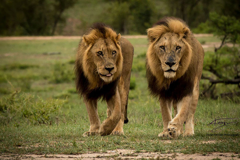 Kruger National Park Sabi Sand And Timbavati 4