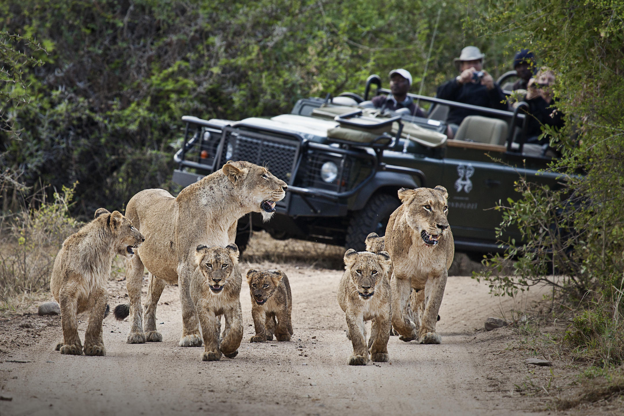 Kruger National Park, Sabi Sand And Timbavati