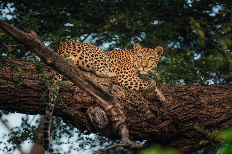 Chitabe - Africa Safari Holiday Specialists