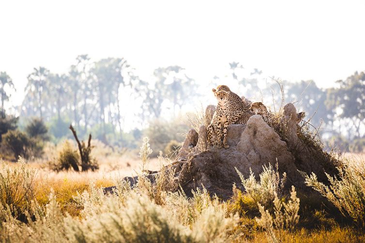 Chitabe - Africa Safari Holiday Specialists