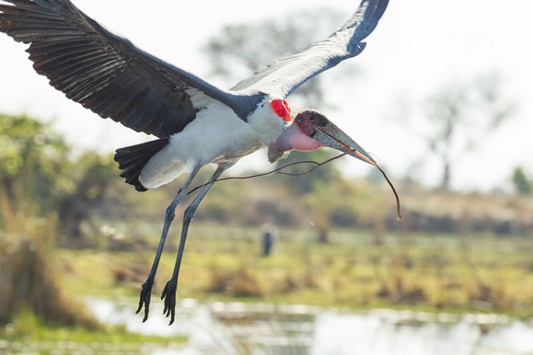 Kanana - Africa Safari Holiday Specialists