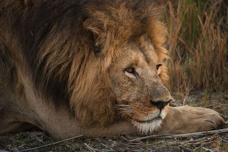 Kanana - Africa Safari Holiday Specialists