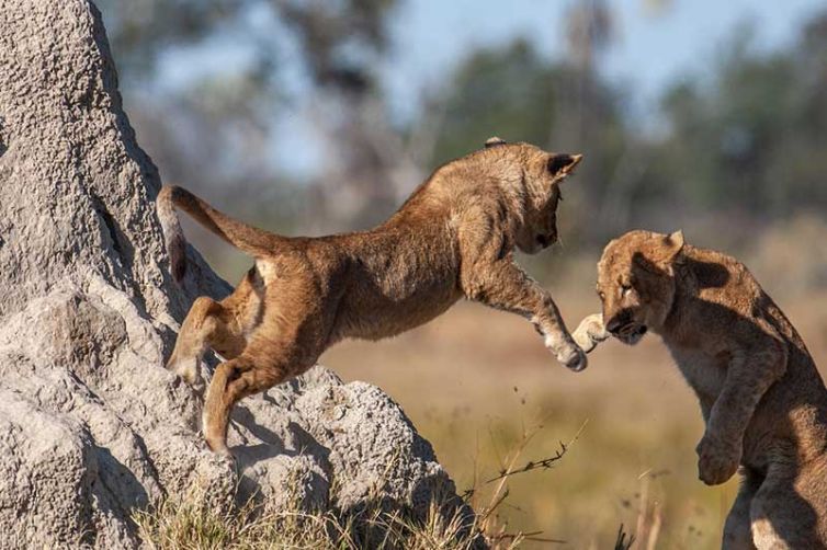 Wilderness Chitabe Camp - Safari Consultants