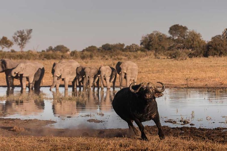 Wilderness Chitabe Camp - Safari Consultants