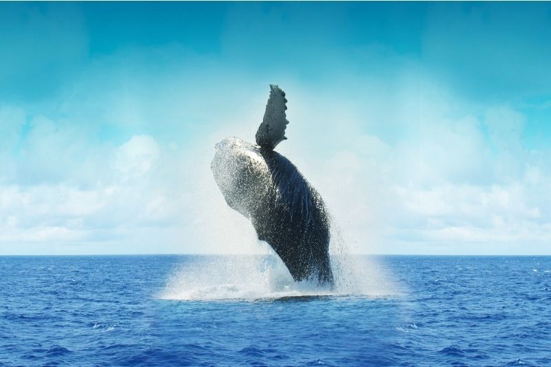 Whale Watching, Wine And Wonder of South Africa’s Cape