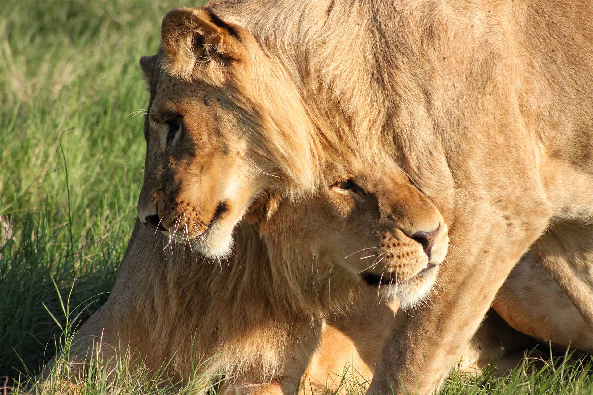 01 Lions Okavango Delta c SC JC