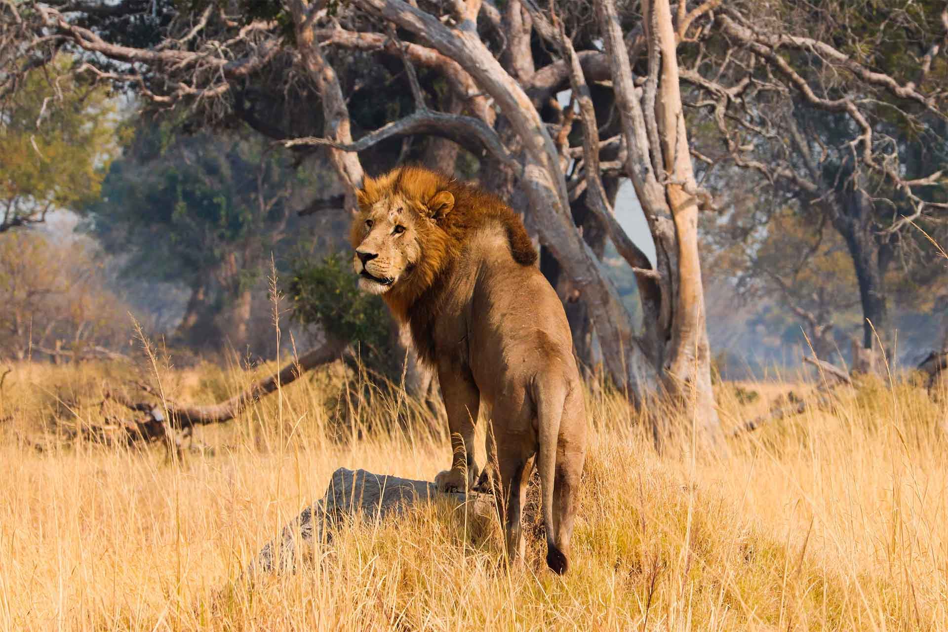 HOW SAFARI TOURISM HELPS COMMUNITIES CO-EXIST WITH WILDLIFE