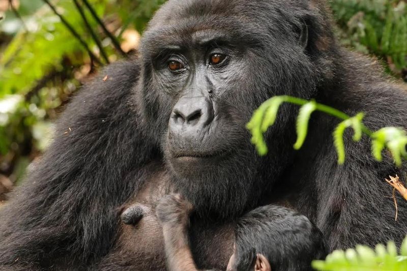 Where is best for Gorilla Trekking? Rwanda vs Uganda