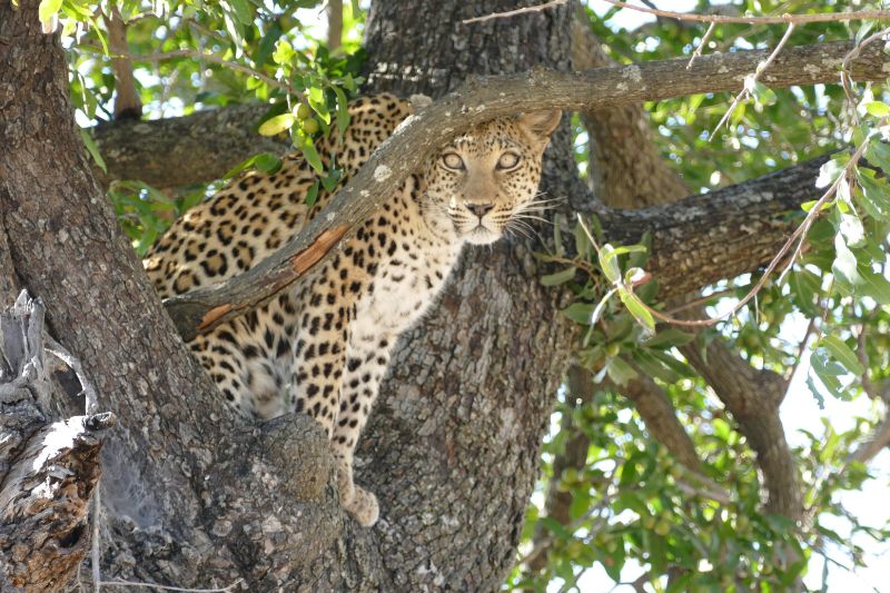 Lower Zambezi National Park – Africa’s Secret Paradise?