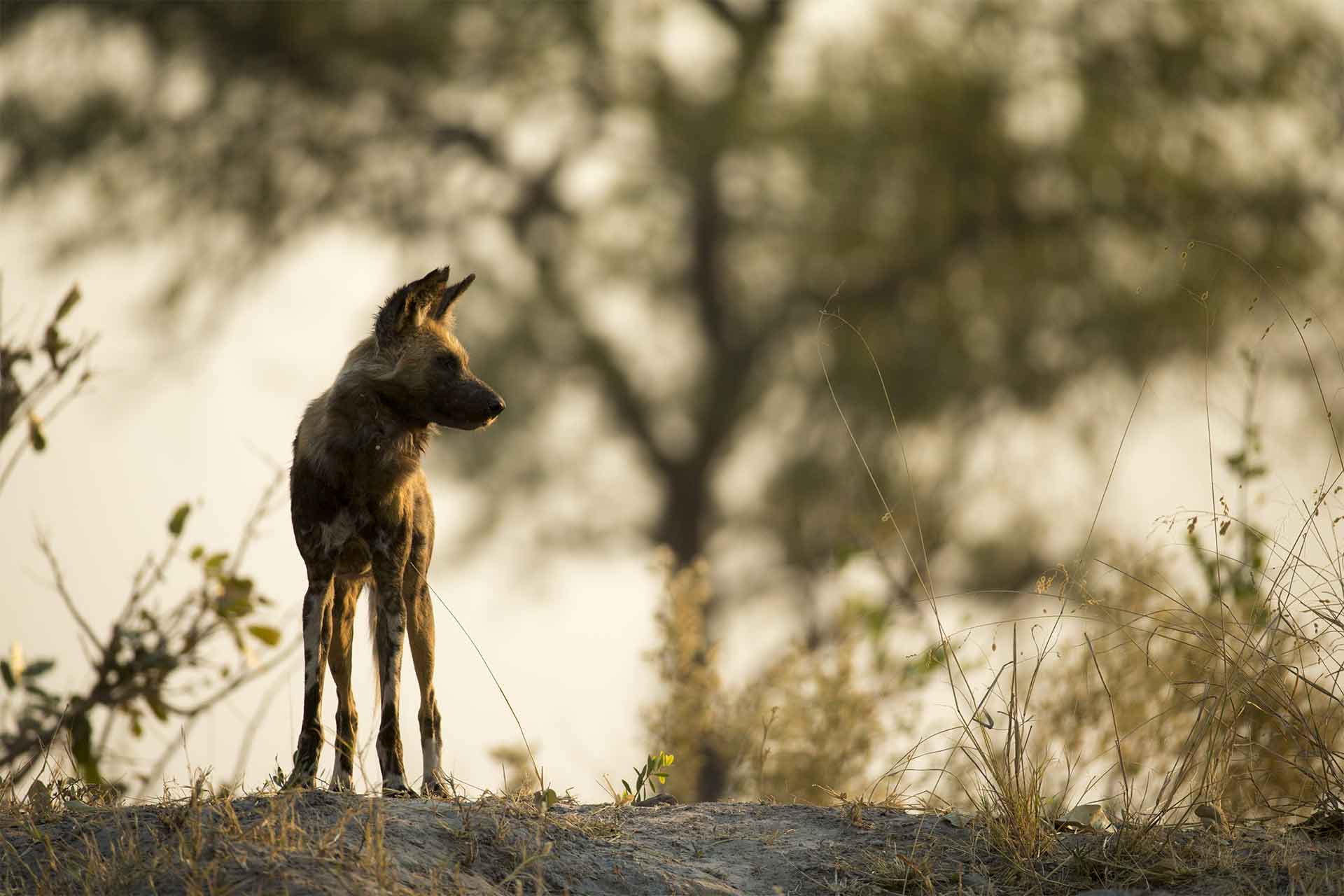 04 c BeverlyJoubert WildlifeFilms 055