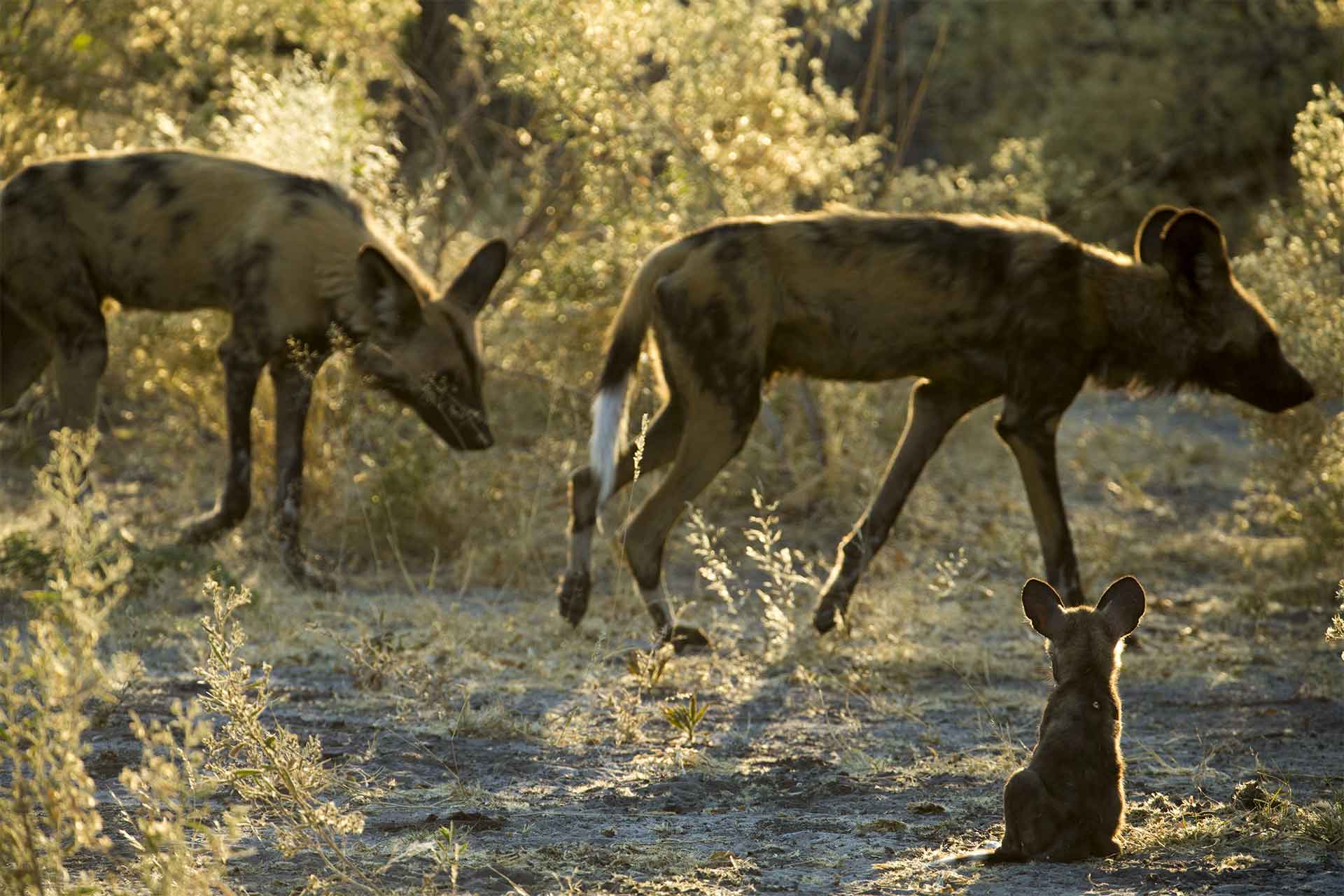 05 c BeverlyJoubert WildlifeFilms 056