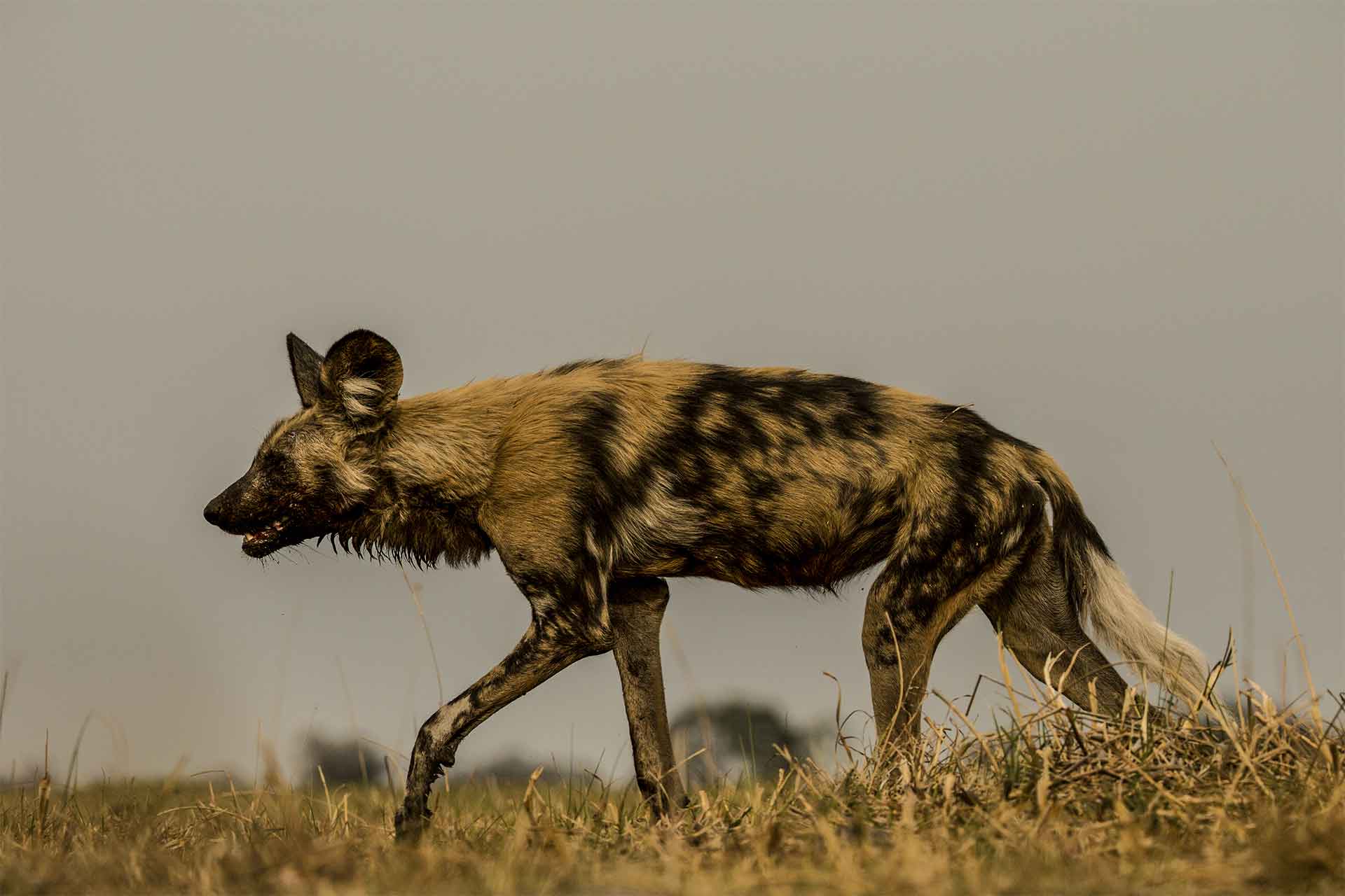 06 c BeverlyJoubert WildlifeFilms 061