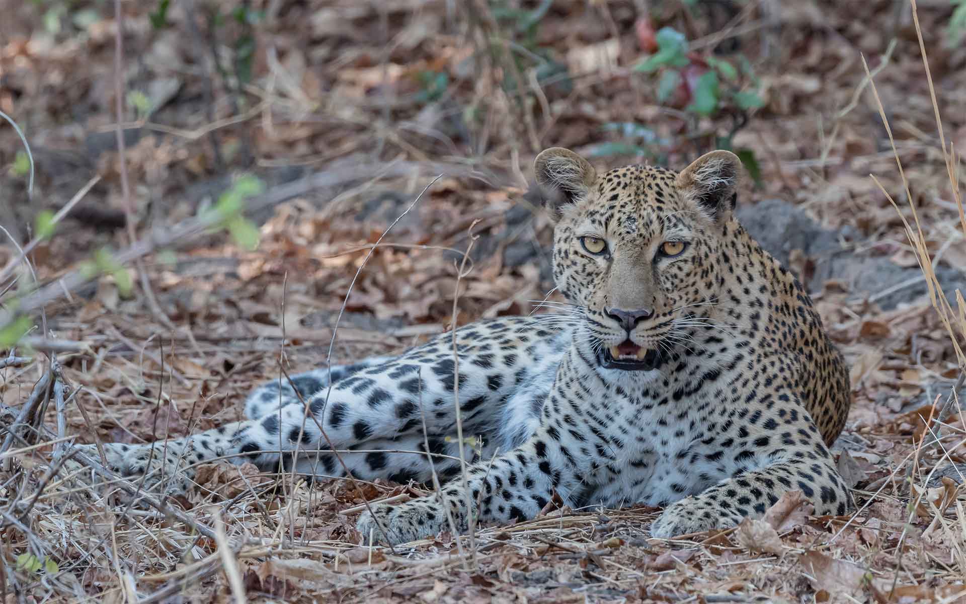 16 South Luangwa c TE
