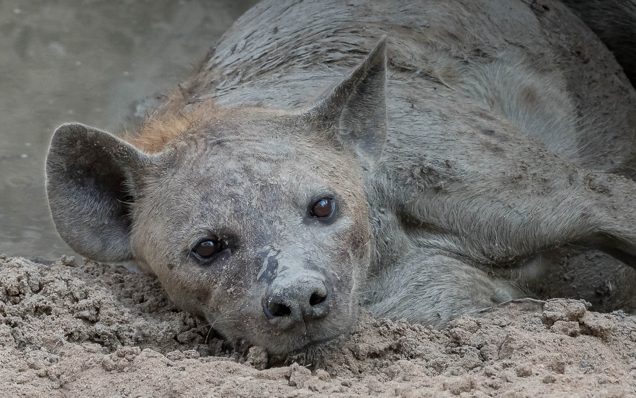 17 South Luangwa c TE