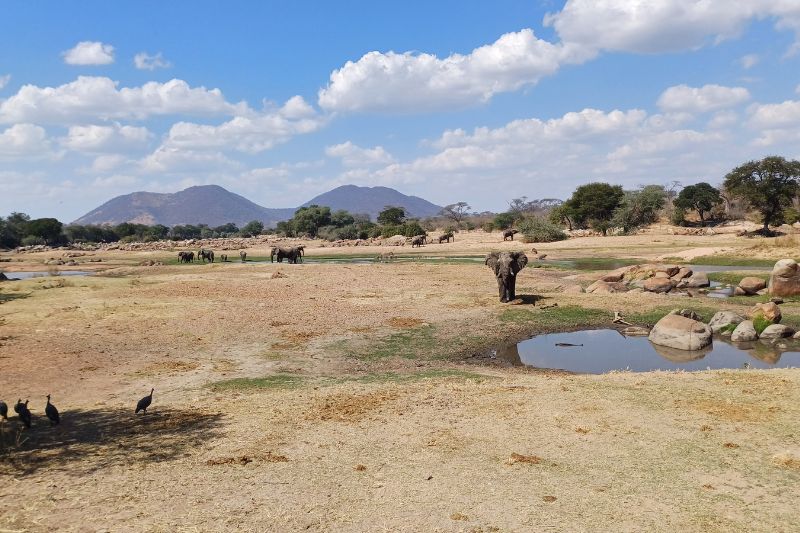 Exploring Ruaha National Park – Southern Tanzania’s Hidden Wilderness