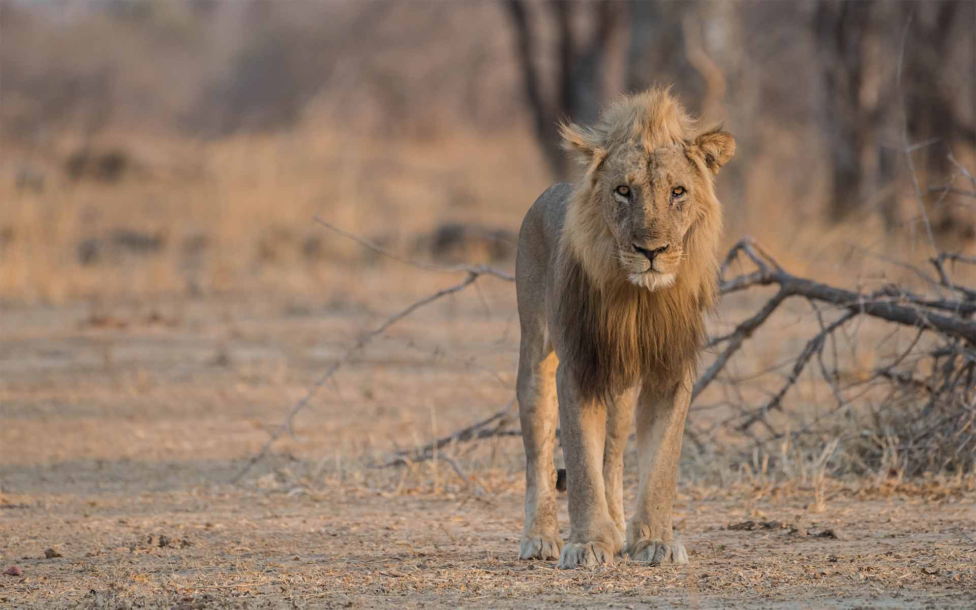 18 South Luangwa c TE