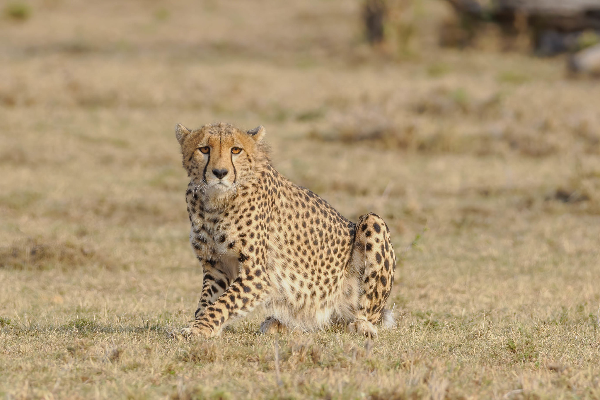 21 Cheetah Masai Mara c C TE