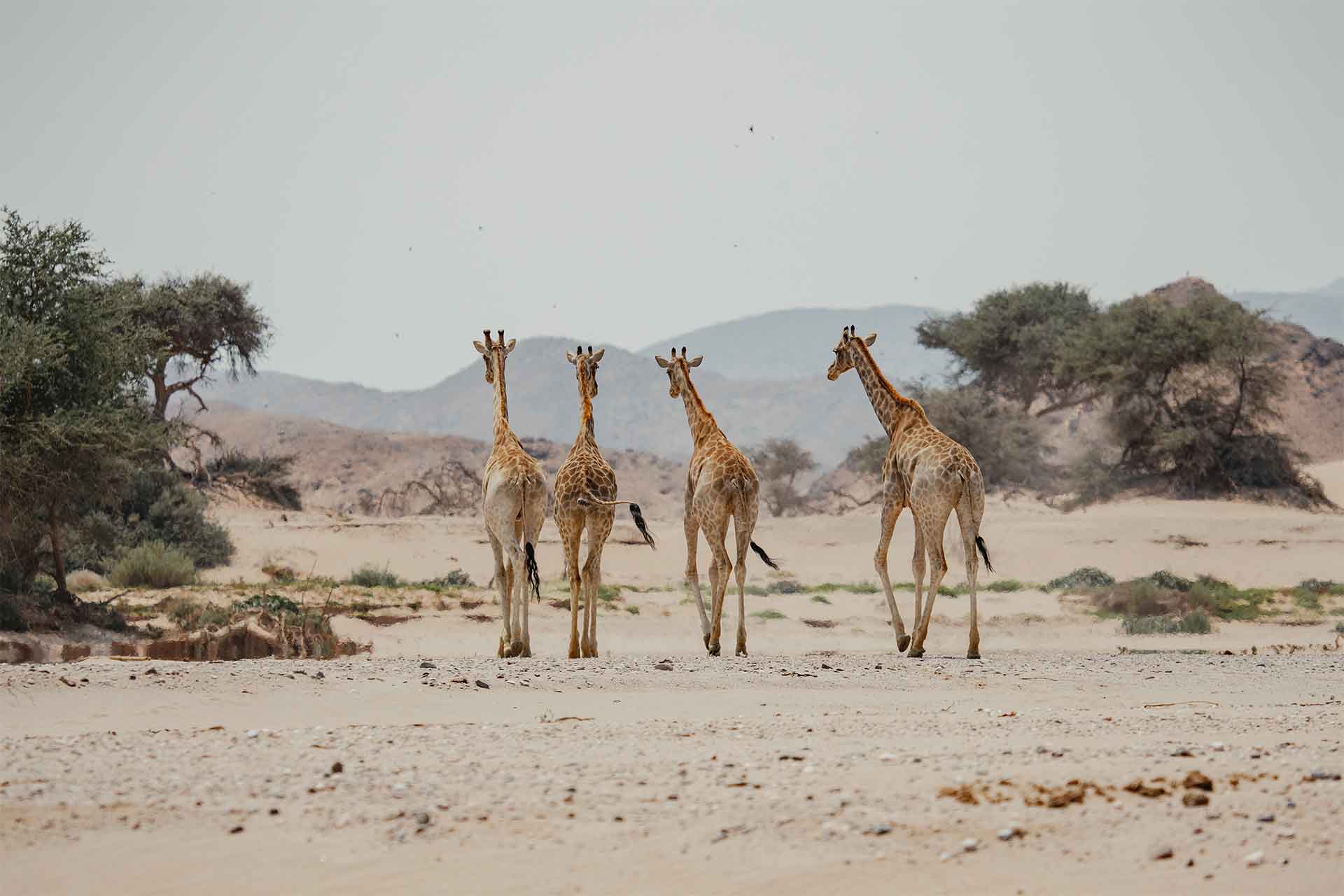 22 Giraffe Conservation c NS