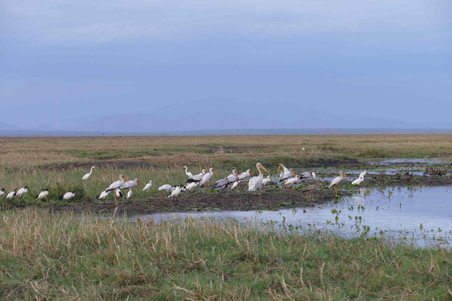 25 Usangu Wetlands c sc rs