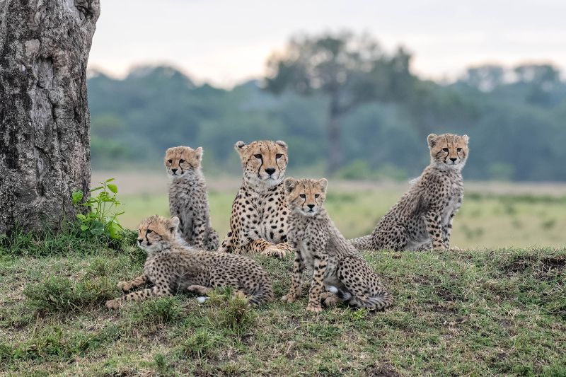 Saving Cheetah in Kenya’s Masai Mara
