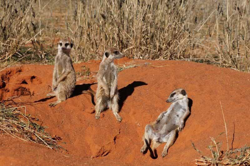 2025 Clients Safari Highlights Photography Gallery