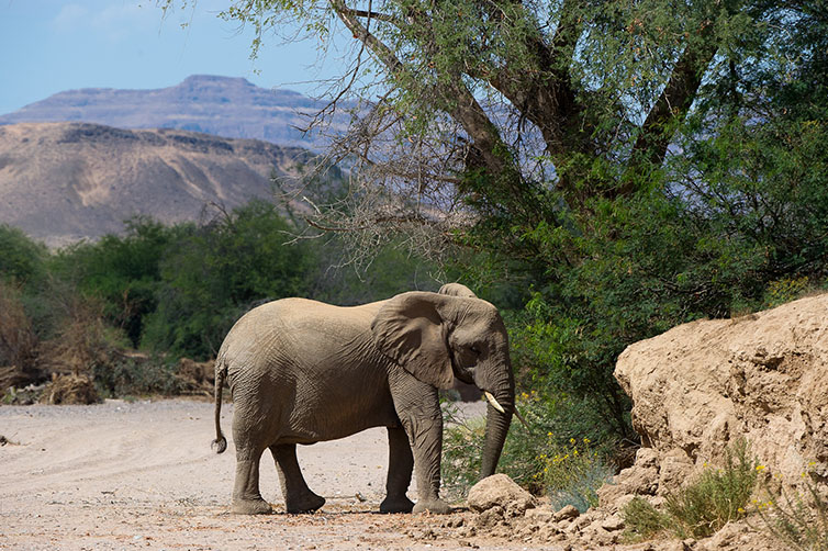 Damaraland Camp in Namibia