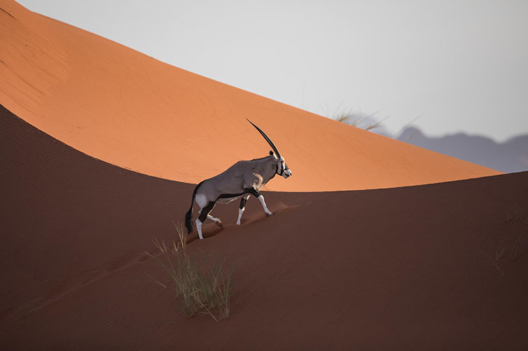 andBeyond Sossusvlei Desert Lodge in Namibia