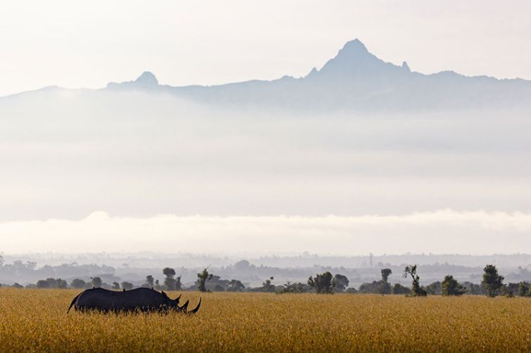 Africa Safari Holiday Specialists, Tailor-Made Safari Trips | Safari Consultants