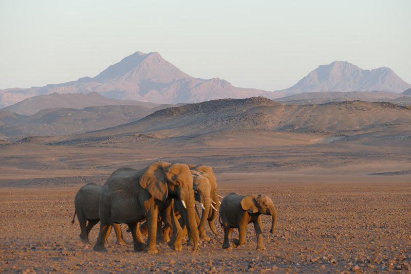 11 Damaraland desert elephants