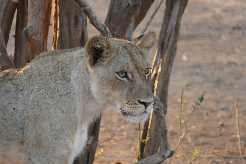 16 Gonarezhou lioness