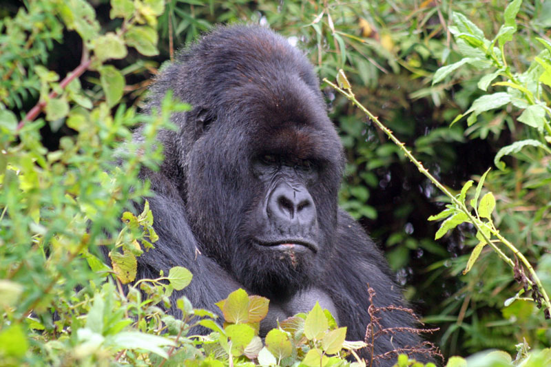 20 Bwindi silverback
