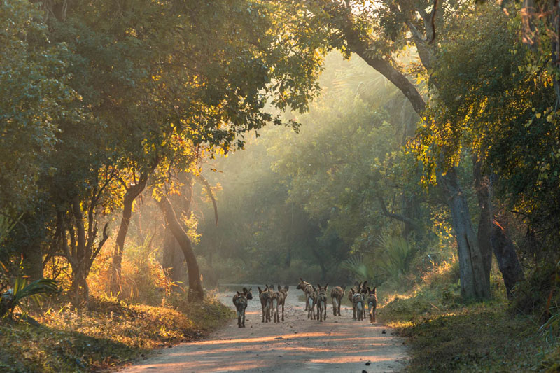 Where to go next on Safari – Remote Corners and Specialist Experiences (Part 2)