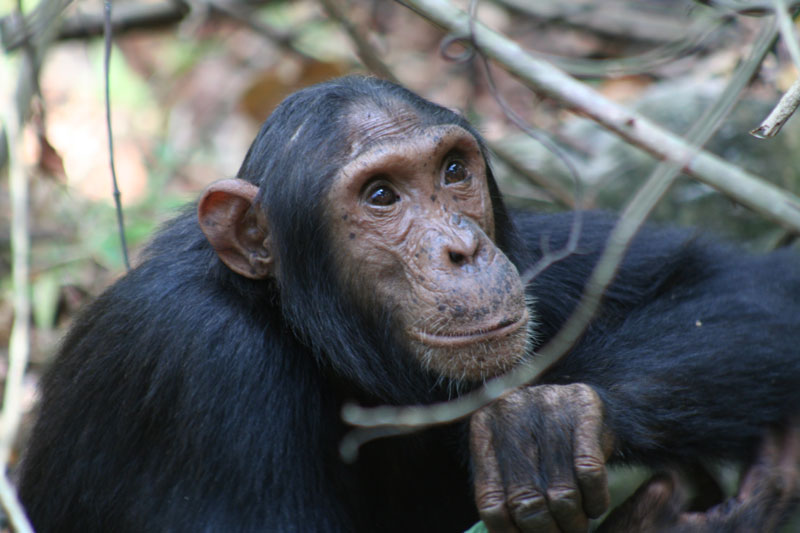 3 Mahale Mountains chimp