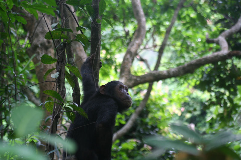 5 Mahale Mountains chimp