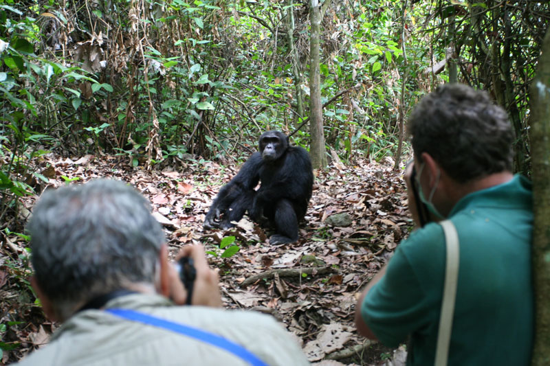 6 Mahale Mountains chimp viewing