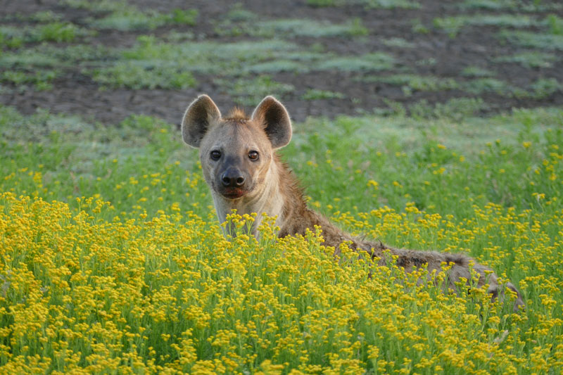 8 Liuwa Plains hyena
