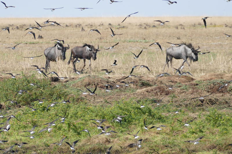 9 Liuwa Plains water hole