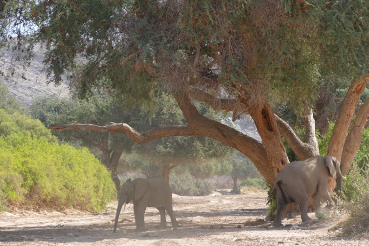 Kunene Wild Camping (3)