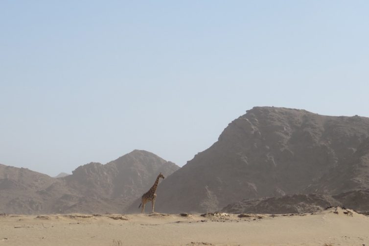 Kunene Wild Camping (8)