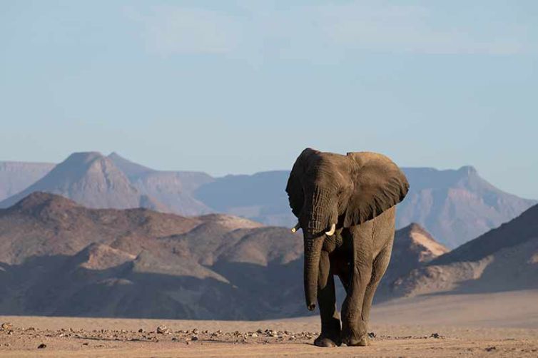 Mowani Mountain Camp | Damaraland | Safari Consultants