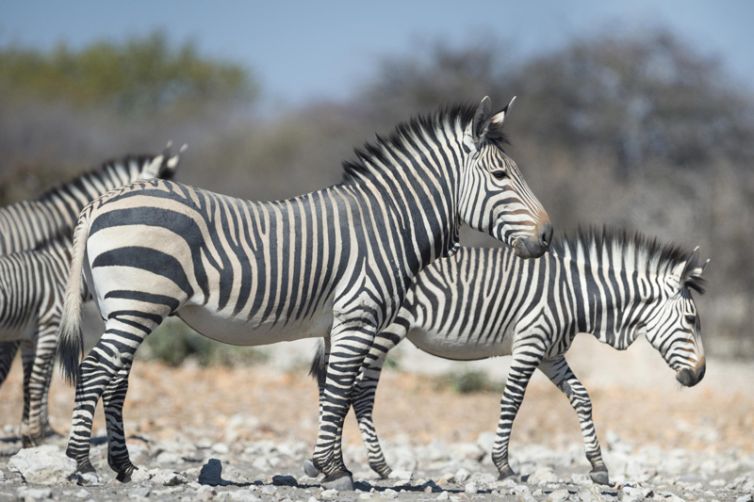 Ongava Lodge (8)