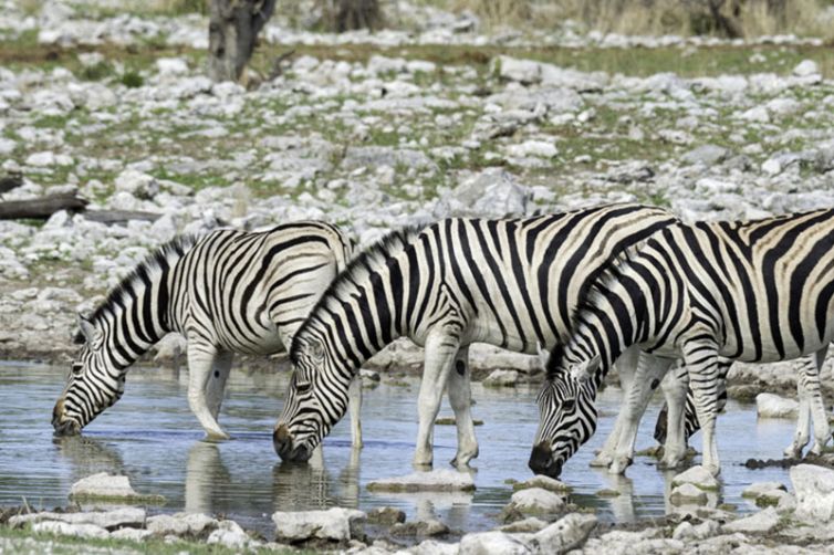 Onguma Tented Camp (22)