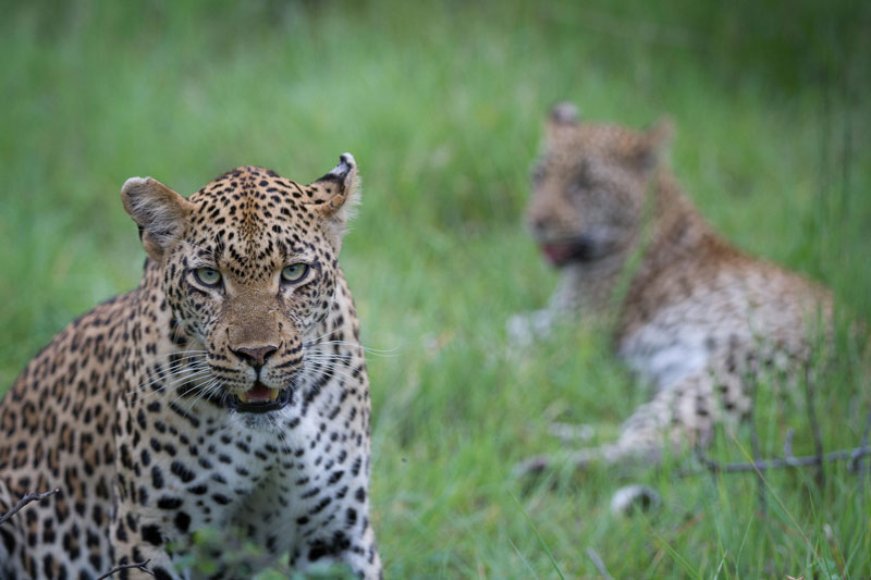 15 Earth Day 2026 Londolozi c lgr 1