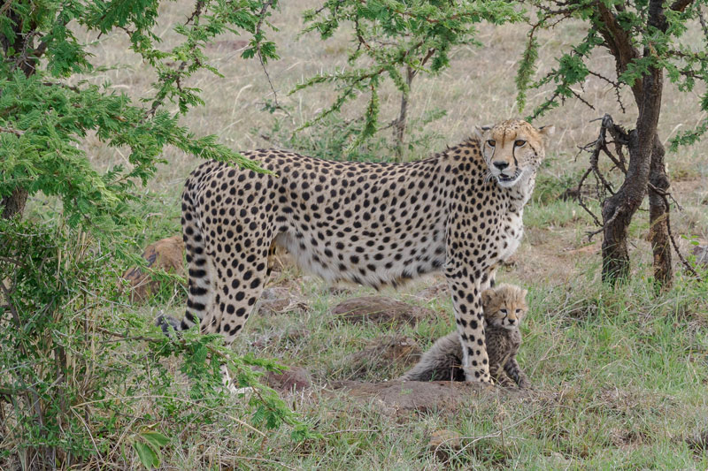 17 Earth Day 2026 Cheetah c te