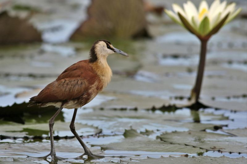 Discovering The Usangu Wetlands: a safari into the wilds of southern Tanzania