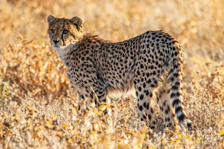 mushara_lodge_10